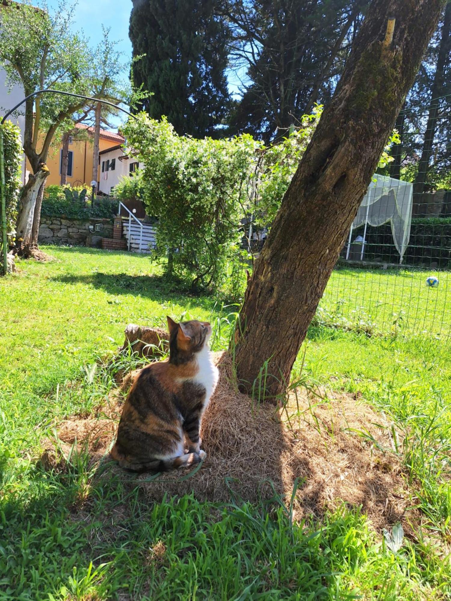Mama' Otel Castell'Anselmo Dış mekan fotoğraf